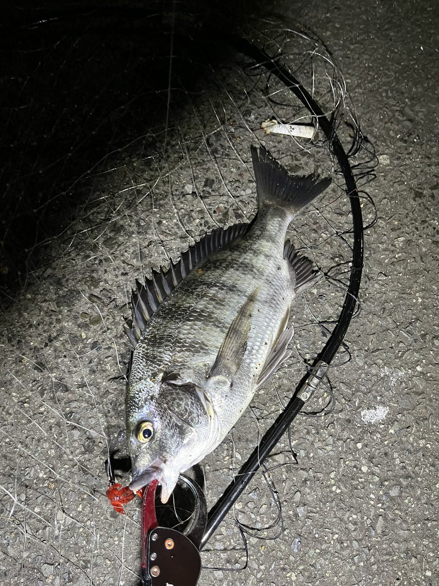 pyonpyonwt's tweet image. 昨日の夜の釣果
珍しく20センチ台のアジ。他は豆ばっか
ジャッカルのスイスイスイムヘッドは上げる時のバラシがほぼないです。
チビバーニーは安定。
シーバスはアジの泳がせ笑
最近はいろいろ釣れて楽しい🤣
#アジング　#チニング　#チビバーニー
#テトラワークス　#クレイジーフラッパー