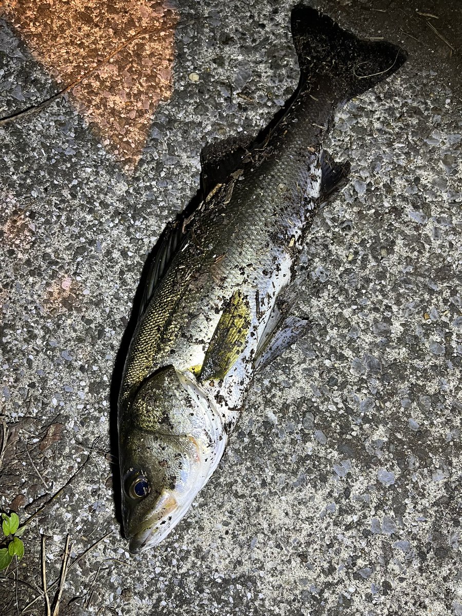 pyonpyonwt's tweet image. 昨日の夜の釣果
珍しく20センチ台のアジ。他は豆ばっか
ジャッカルのスイスイスイムヘッドは上げる時のバラシがほぼないです。
チビバーニーは安定。
シーバスはアジの泳がせ笑
最近はいろいろ釣れて楽しい🤣
#アジング　#チニング　#チビバーニー
#テトラワークス　#クレイジーフラッパー