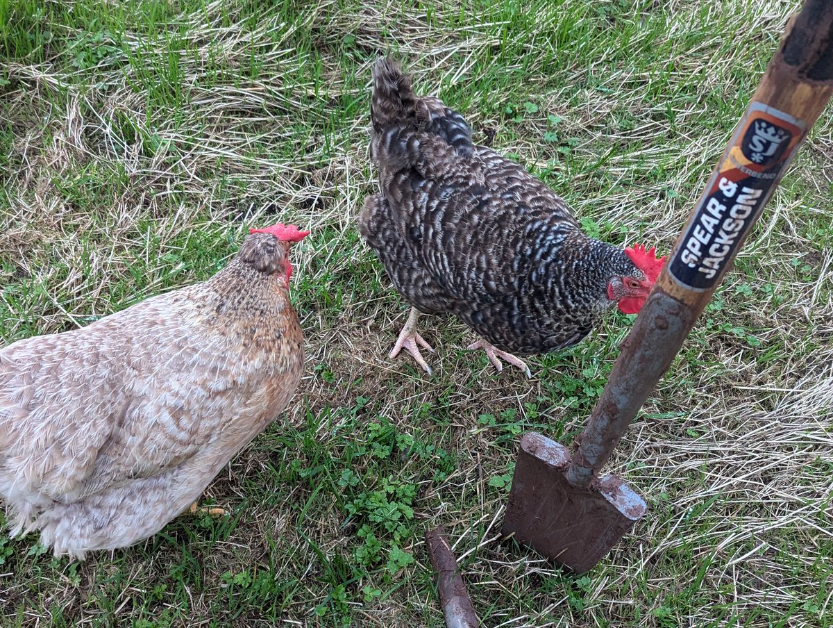 LavandaMia tweet media