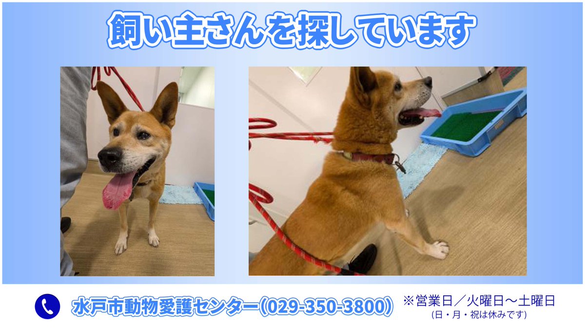 犬様お引き合い分です。 GbSiJXVbcAAUnpZ.jpg