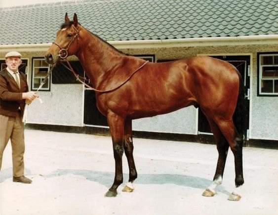 HORSERACING1002's tweet photo. NIJINSKY II ๐จ๐ฆ1967
(NORTHERN DANCER FLAMING PAGE BY BULL PAGE)
#NijinskyII
B/E. P. Taylor(On)๐จ๐ฆFeb 21, 1967
O/ Charles Engelhard
T/ Vincent O'Brien
CANYER $84,000
PRISYN $5,440,000๐บ๐ธ
13-11-2-0--$667,117
1969 champion ๐ 2yo Colt in ๐ฎ๐ช๐ฌ๐ง.
1970 champion ๐ 3yo Colt, Horse of the year, Triple Crown Winner ๐๐๐๐ฌ๐ง๐ฎ๐ช
Railway S, Anglesey S, Beresford S, Dewhurst S, Gladness S, 2000 Guineas, Derby S, Irish Derby, King George VI & Queen Elizabeth S, St Leger S, Erne Maiden Race.
2nd Prix de L'Arc de Triomphe, Champion S.
Stood at Claiborne Farm, Leading Sire๐ฎ๐ช๐ฌ๐ง, Leading Broodmare Sire ๐บ๐ธ, Sired 862 foals, 519 winners, 156 sw, Baldski, Czaravich, Ferdinand, De La Rose, Lammtarra, Royal Academy, Sky Classic, Caucasus, Shadeed, Solford, Caerleon, Dancing Spree, Green Dancer, King's Lake, Niniski, Seattle Dancer, Whiskey Road.
Died Apr 15, 1992