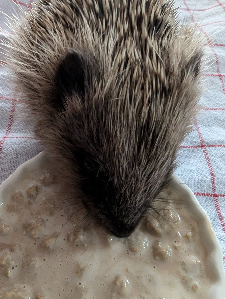 C'est si bon… 186 g à jeun ce matin. #Amédée.