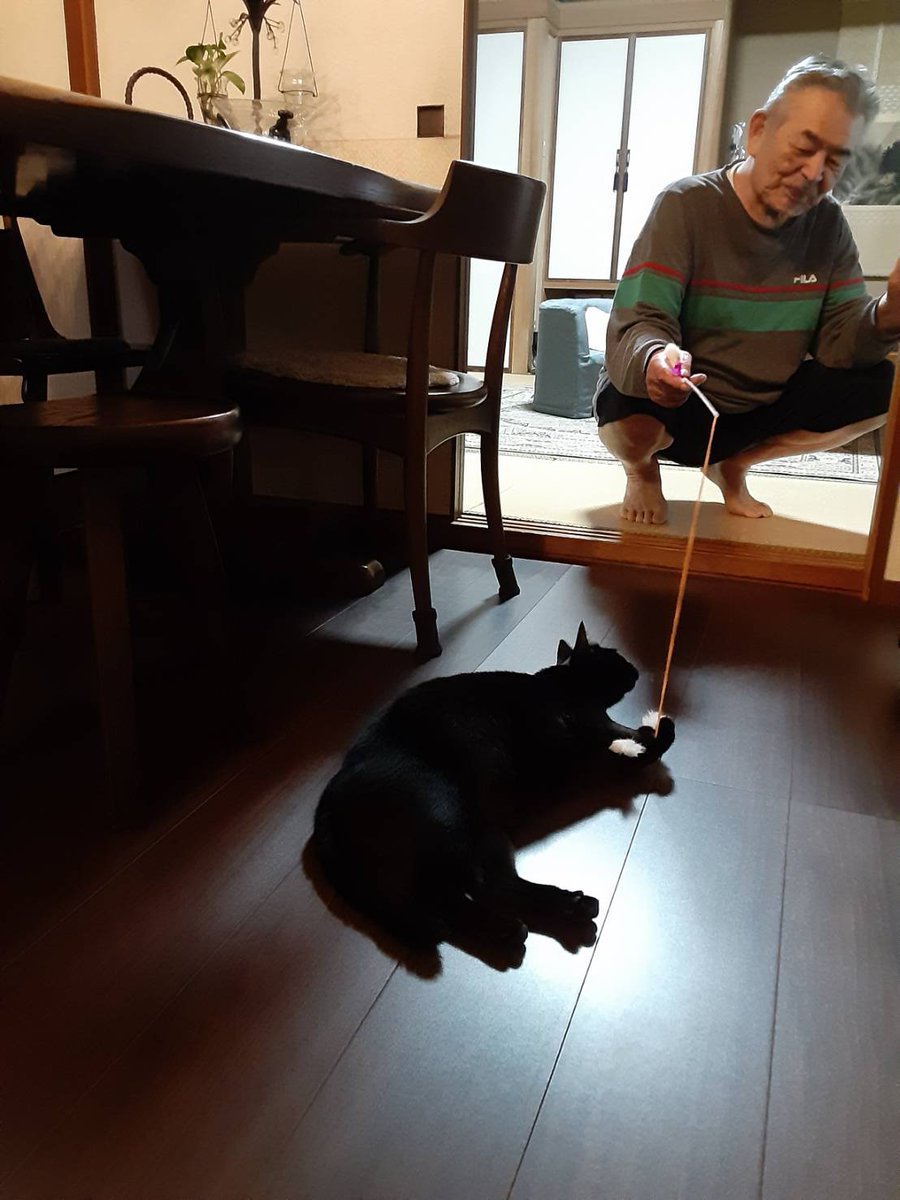 turi2021's tweet photo. 今更ですが…黒猫ってめっちゃ黒いな https://t.co/xVO94fBfNK