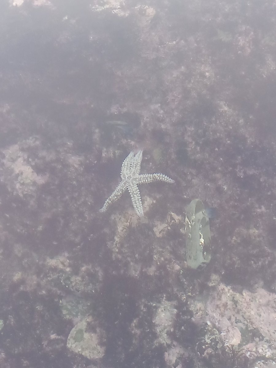 Katrina Naomi (@katrinanaomi) on Twitter photo Saw 2 starfish on my swim this morning. Here's Asterias Rubens from Battery Rocks <a href="/SerenBooks/">Seren Books</a> Saw 2 starfish on my swim this morning. Here's Asterias Rubens from Battery Rocks <a href="/SerenBooks/">Seren Books</a>