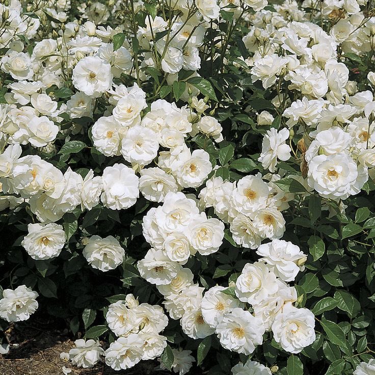 kdftbands's tweet photo. Jarren steal roses on their neighbor’s house everyday to give it to his crush. Not until the neighbor’s daughter (Sofia) caught him.

- a Jarfyang au -

FIGHT FOR JARFYANG https://t.co/dJB0QdDdjm