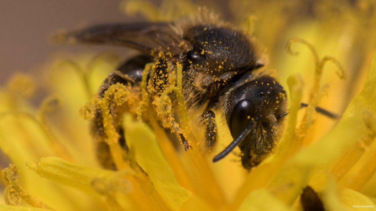 Actions not words are needed now from @UKGOV ‼️
 
As #COP16 talks soon come to a close, the UK Government must end the use of bee-killing pesticides and support farmers who are moving away from harmful chemicals 🐝🚜  

✅ You can help take action now: wtru.st/back-beet-farm…