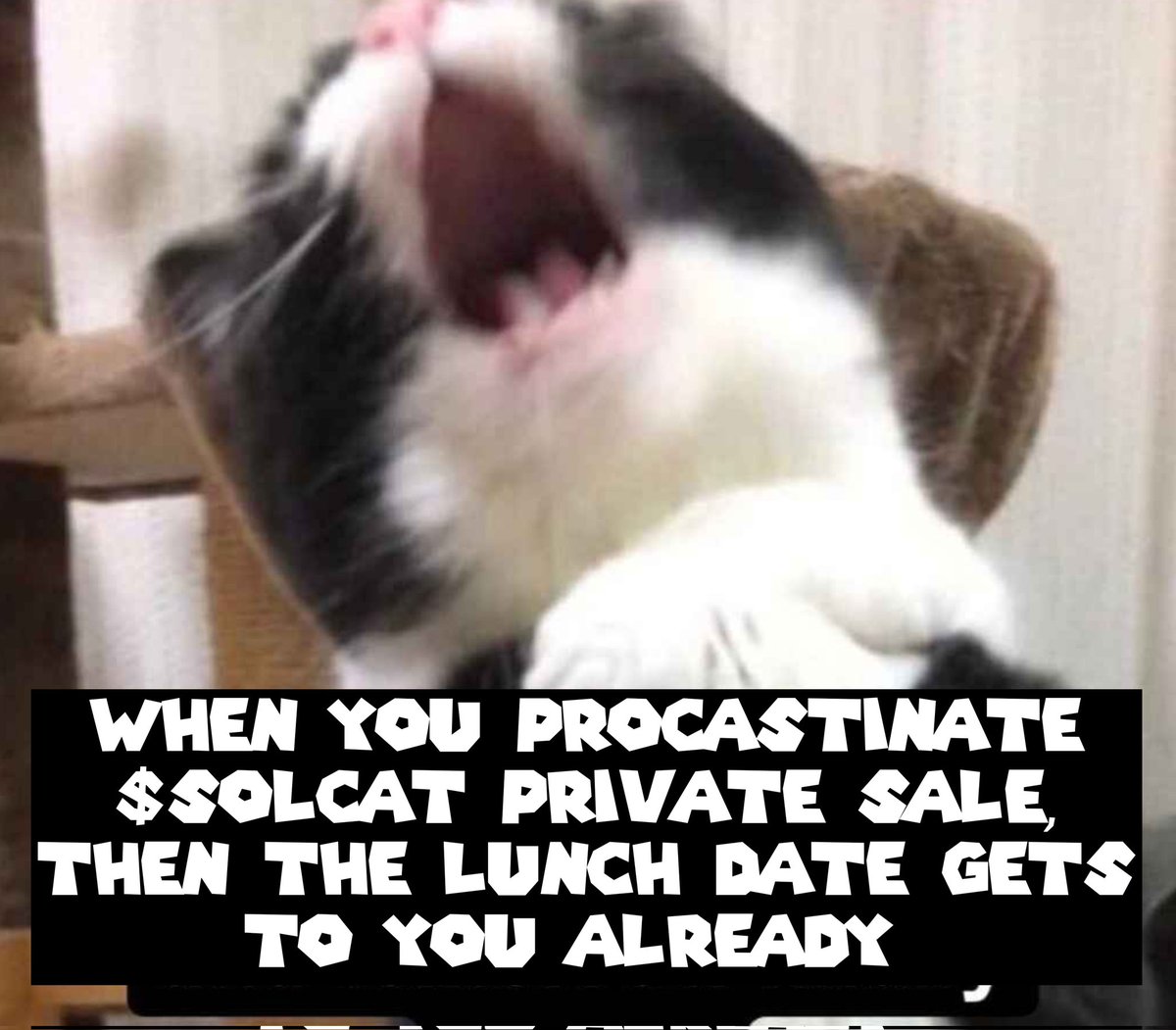 AtubiDaniel's tweet image. My first entry for the @solcatonsolan meme contest 

Fading $solcat should not be an option.

#solcat  $solcat

Tagged:@Eli_Krumova @Oliver_Tomarket  @iam_mannyking