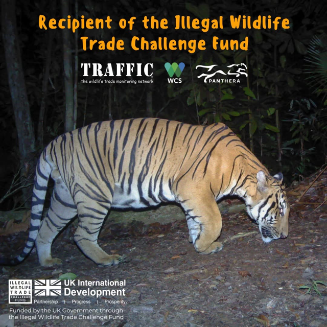 UKinMalaysia's tweet photo. The #UK is working with #Malaysia at #COP16 and beyond to reduce pressures on wildlife &amp; protect biodiversity.

Congratulations to @jwmys and @TheWCS Malaysia for leading new projects supported by @UKBCFs Illegal Wildlife Trade Challenge Fund.

More Info: https://t.co/MwEx791zxB https://t.co/FPk4zMmLL5