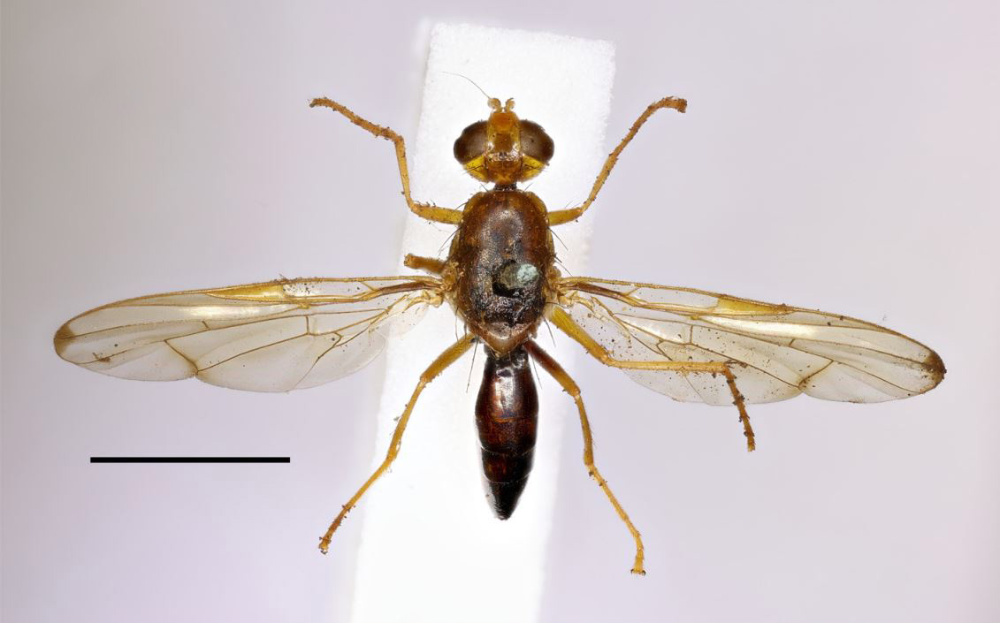 Natural Sciences NMS (@natscinms) on Twitter photo #FlyFriday: Taxonomists have to do a great deal of detective work, as demonstrated by this new publication from Dr Andrew Ross, <a href="/flygirlNHM/">Dr Erica McAlister</a> & team!
📄 "A fly in the ointment: the re-discovered holotype of ‘Trypeta’ cylindrica..." mapress.com/zt/article/vie…
📷 Trustees of the NHM #FlyFriday: Taxonomists have to do a great deal of detective work, as demonstrated by this new publication from Dr Andrew Ross, <a href="/flygirlNHM/">Dr Erica McAlister</a> & team!
📄 "A fly in the ointment: the re-discovered holotype of ‘Trypeta’ cylindrica..." mapress.com/zt/article/vie…
📷 Trustees of the NHM
