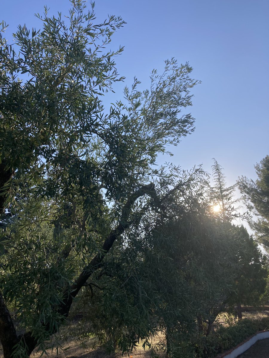 Buongiorno