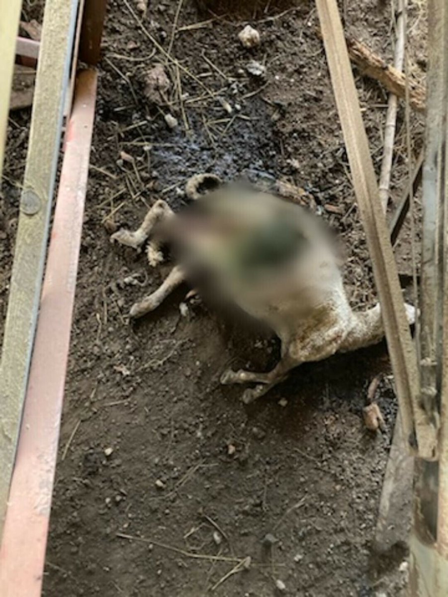 ici_gironde's tweet photo. Une nouvelle attaque de loup soupçonnée après la découverte de cinq brebis dépecées en Gironde : "L'une était entièrement mangée au niveau du ventre, de la cuisse, les viscères étaient dévorés", raconte l'éleveur de Val-de-Livenne  ➡️ https://t.co/Bny7IKB1TU https://t.co/eDXErWyWm4