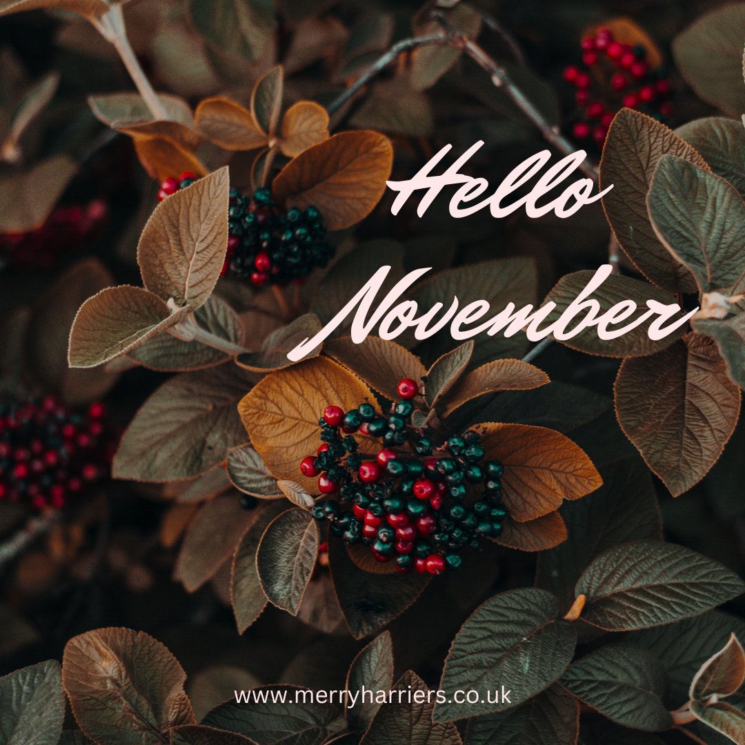 The Merry Harriers Garden Centre - North Devon tweet media