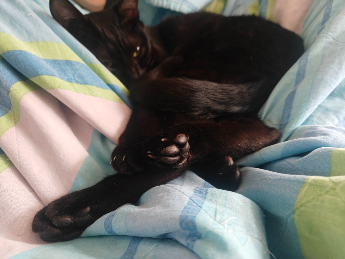 Shai (Deshe) Wyborski tweet media