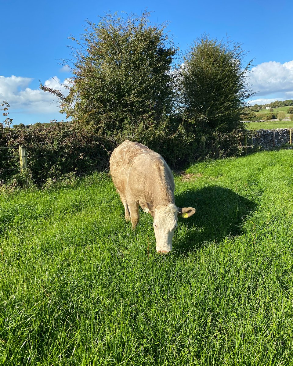 DawnDemoFarms's tweet photo. At Newford Farm - first 28 heifers finished, 9 off grass and the rest after 8 weeks housed. 8 bullocks finished also, they were 3 weeks housed. 
First of the cows housed on 28th Oct with access to our greenfeed machine. The rest are still outdoors grazing to be housed next week🐄 https://t.co/Gzg0sHTgdi