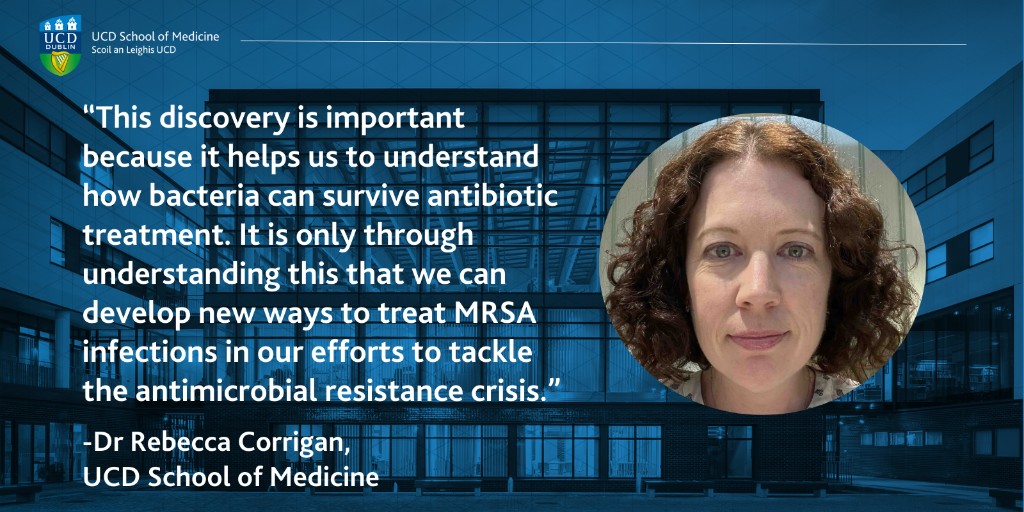 Scientists from UCD &amp; the University of Sheffield have discovered how the hospital superbug MRSA can grow and divide in the presence of antibiotics. The findings published in Science pave the way for new approaches to control infectious disease. Read more👉bit.ly/3UvMVk9