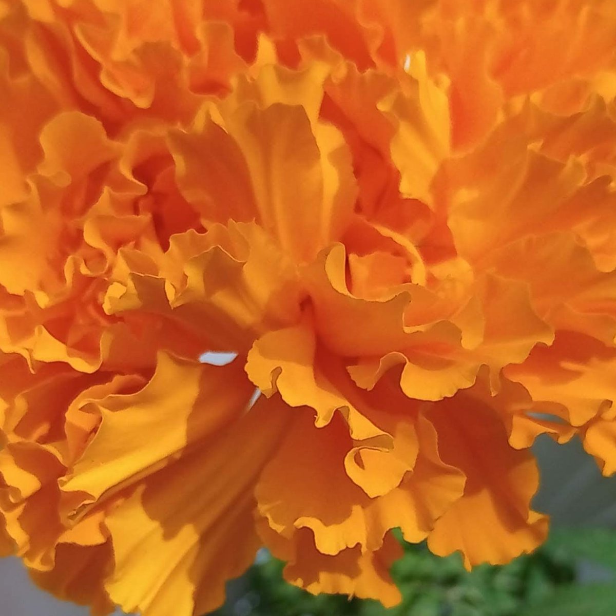 asteiós tweet media