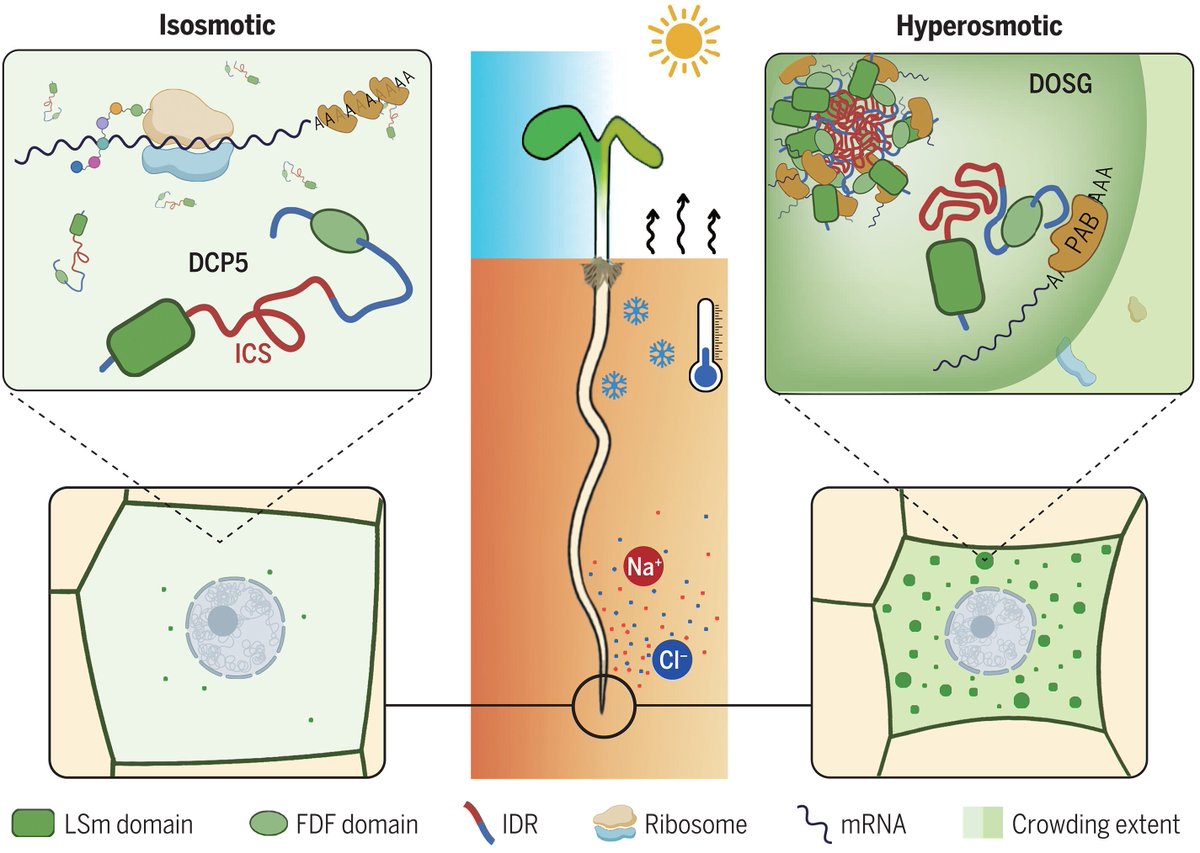 Abiotic stress in plants (Green Survivors) (@abioticstress) on Twitter photo Article by Wang et al. <a href="/SUSTechSZ/">SUSTech 南方科技大学</a> <a href="/ScienceMagazine/">Science Magazine</a>
A #cytoplasmic #osmosensing mechanism mediated by #molecular crowding–sensitive #DCP5
science.org/doi/10.1126/sc…
#PlantSci <a href="/ISPLORE/">International Society for Plant Low O2 Research</a> <a href="/PlantRedox/">RedoxInPlants</a> <a href="/sci_plant/">Plant Science</a> <a href="/EconNature/">Ian.K. NaturEconomist</a> <a href="/NaturePlants/">Nature Plants</a> <a href="/PlantPhysiolUPV/">Plant physiology UPV</a> <a href="/ThePlantCell/">The Plant Cell</a> <a href="/stressbiology/">Stress Biology</a> Article by Wang et al. <a href="/SUSTechSZ/">SUSTech 南方科技大学</a> <a href="/ScienceMagazine/">Science Magazine</a>
A #cytoplasmic #osmosensing mechanism mediated by #molecular crowding–sensitive #DCP5
science.org/doi/10.1126/sc…
#PlantSci <a href="/ISPLORE/">International Society for Plant Low O2 Research</a> <a href="/PlantRedox/">RedoxInPlants</a> <a href="/sci_plant/">Plant Science</a> <a href="/EconNature/">Ian.K. NaturEconomist</a> <a href="/NaturePlants/">Nature Plants</a> <a href="/PlantPhysiolUPV/">Plant physiology UPV</a> <a href="/ThePlantCell/">The Plant Cell</a> <a href="/stressbiology/">Stress Biology</a>