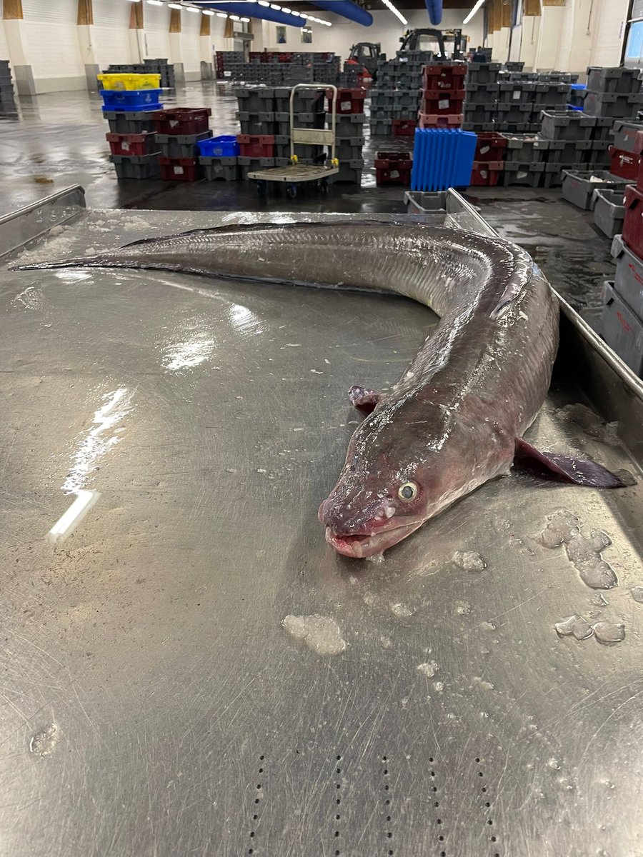 UFAveiling's tweet photo. 📣 Bijzondere Vangst! 📣Vanmorgen is er een indrukwekkende vangst binnengekomen op onze visafslag in Stellendam! Deze gigantische Congeraal weegt bijna 20 kilogram en is een lust voor het oog. 🌊🐟#Stellendam #Visafslag #Congeraal #VerseVis #BijzondereVangst #Havenleven https://t.co/jzZIh9UTCg