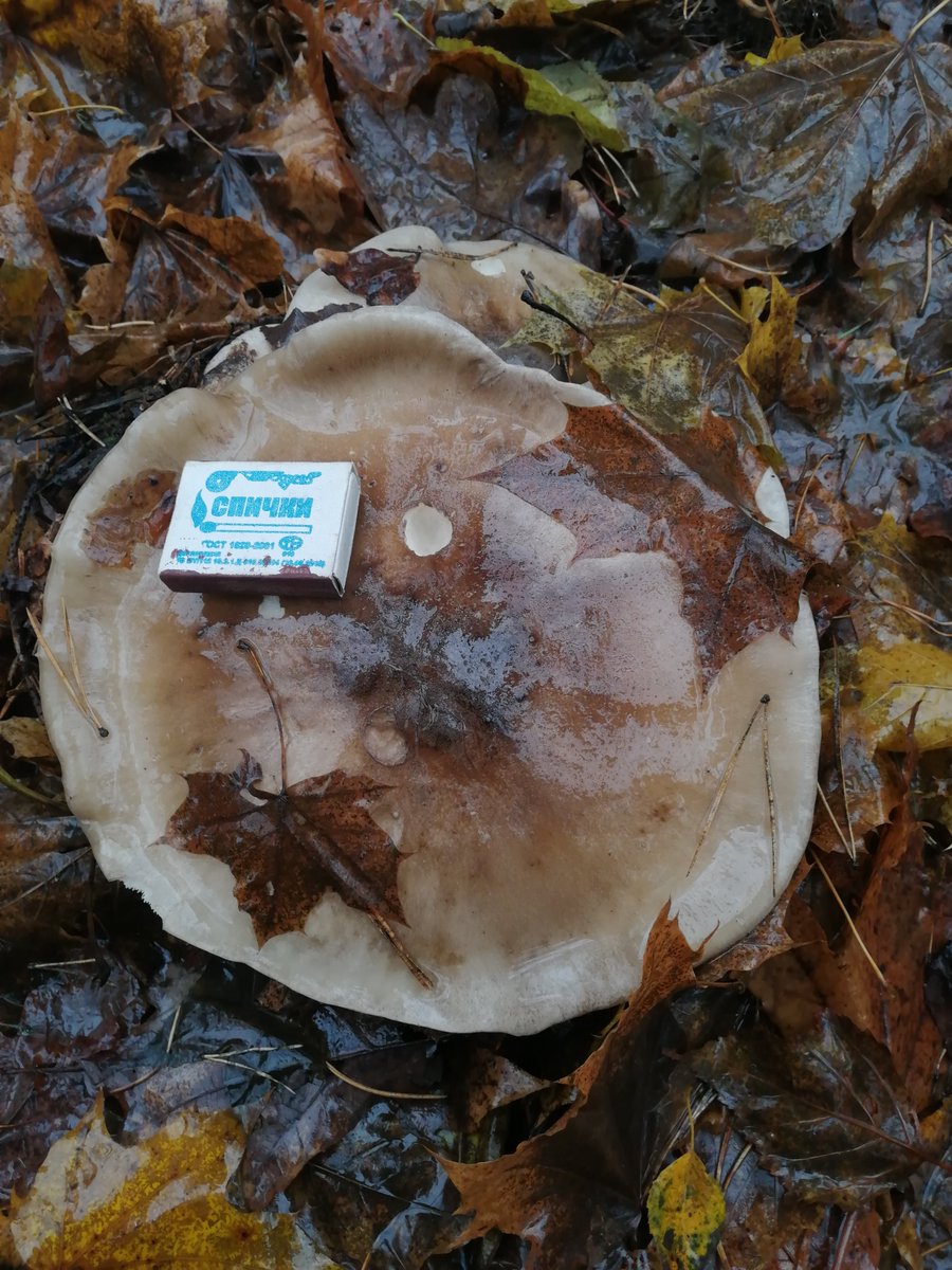 Rog_egu tweet picture