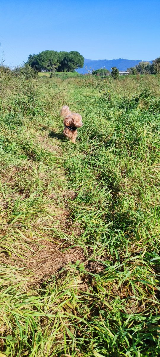 Manudaprato's tweet image. Seconda uscita #Mojito #Labruna