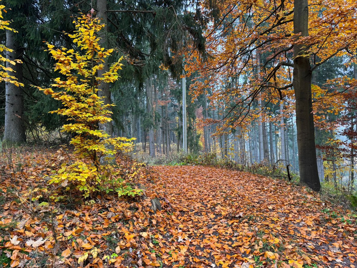 RudnikObec's tweet photo. Příroda nám začal malovat. Krásy podzimu 🍂🍁v @rudnikobec .
Foto @prochazkarudolph
.
.
#rudník #rudníkmístokdetožije #podzim #příroda #listi #podzim🍁 https://t.co/hJapEORVQc