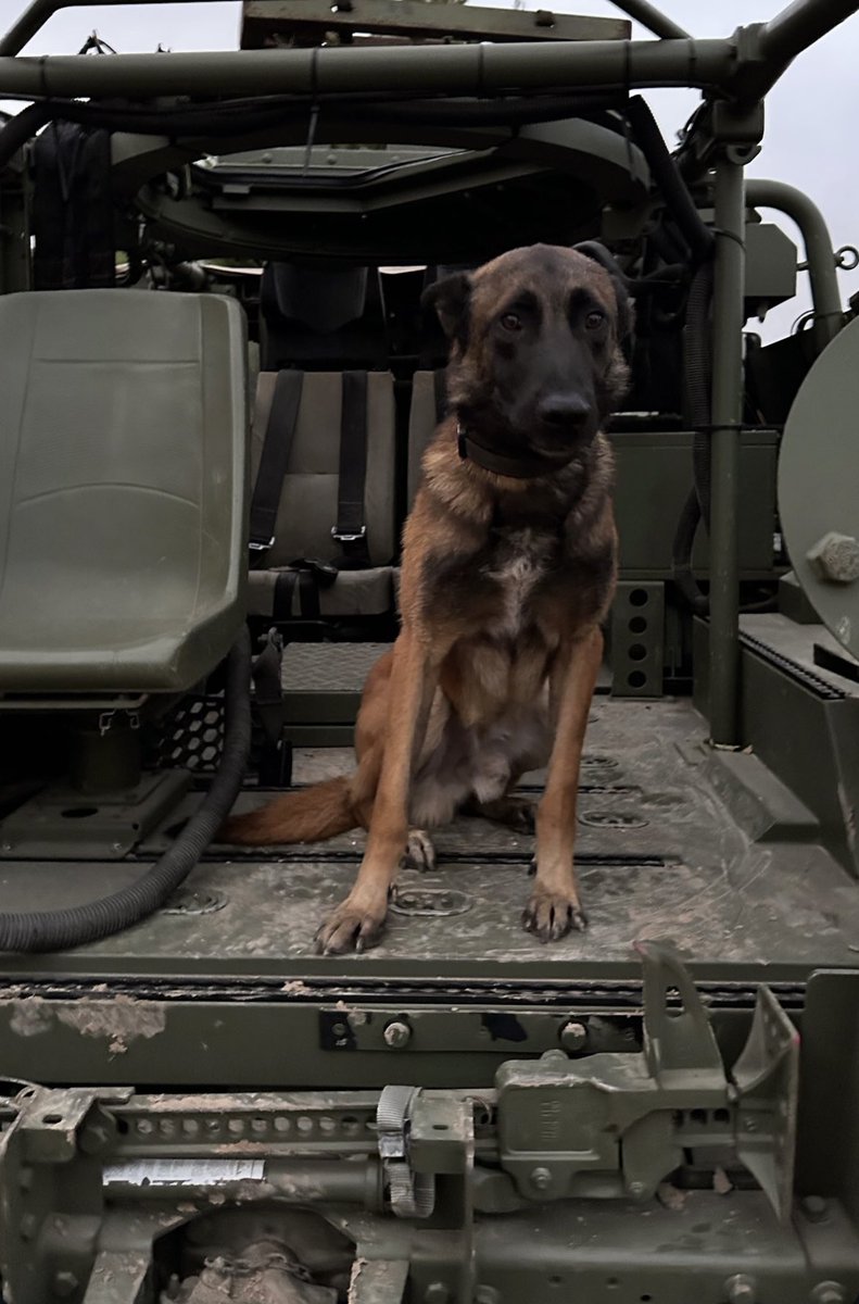 Valto sigue al pie del cañón con la UME, trabajando por rescatar a víctimas de la DANA 🇪🇸🐾

Orgullosos de nuestras Fuerzas Armadas