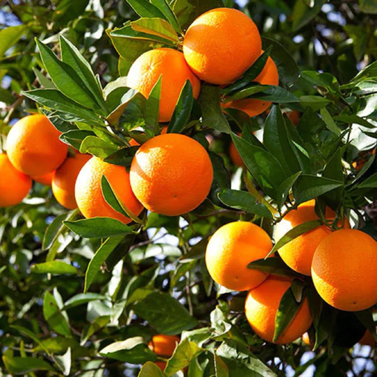 asteiós tweet media