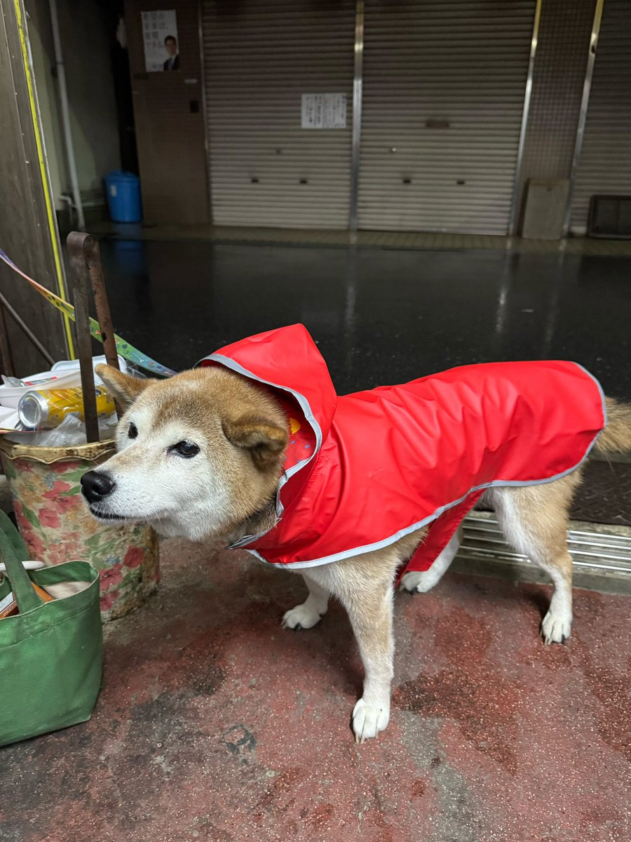 夜の雨の散歩。
temuで買ったレインコートで。
今までのは先代milkyからのものでかなりくたびれてました！#柴犬
