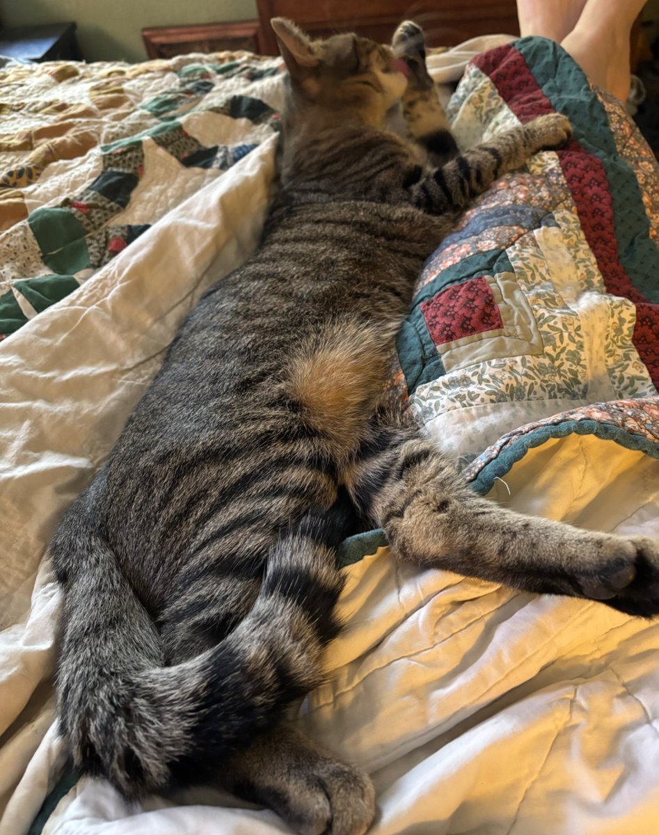 Lee_in_Iowa's tweet photo. Because politics is giving me high anxiety, here is #FinnAgain. Hair early #Caturday.

He grew. https://t.co/EISiMJfZMG