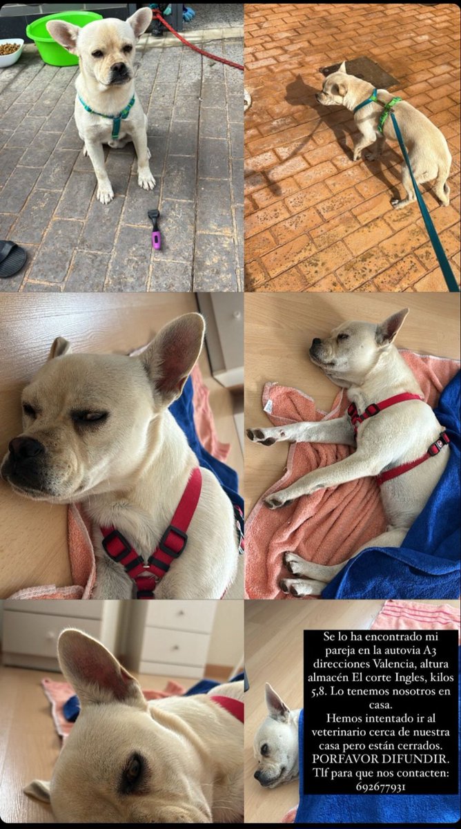 Nuriavg6's tweet image. #DANA #VALENCIA #AnimalesPerdidos Perrito encontrado en la autovía de Valencia,  muy dócil, no tiene chip, podría tener dueño y lo están buscando, si nadie lo reclama le buscarán una familia. Si alguien lo reconoce el teléfono de contacto es 692677931