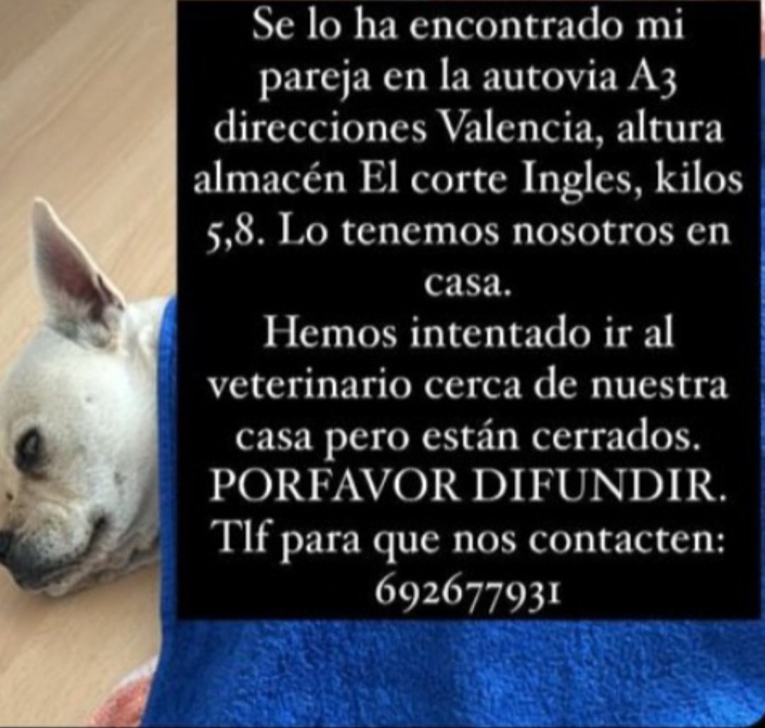 Nuriavg6's tweet image. #DANA #VALENCIA #AnimalesPerdidos Perrito encontrado en la autovía de Valencia,  muy dócil, no tiene chip, podría tener dueño y lo están buscando, si nadie lo reclama le buscarán una familia. Si alguien lo reconoce el teléfono de contacto es 692677931
