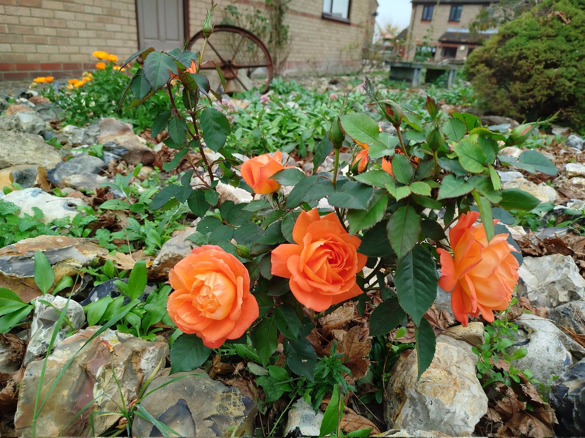 1st november ..
And more to give .
#peachy
#salmon 
🤔👌