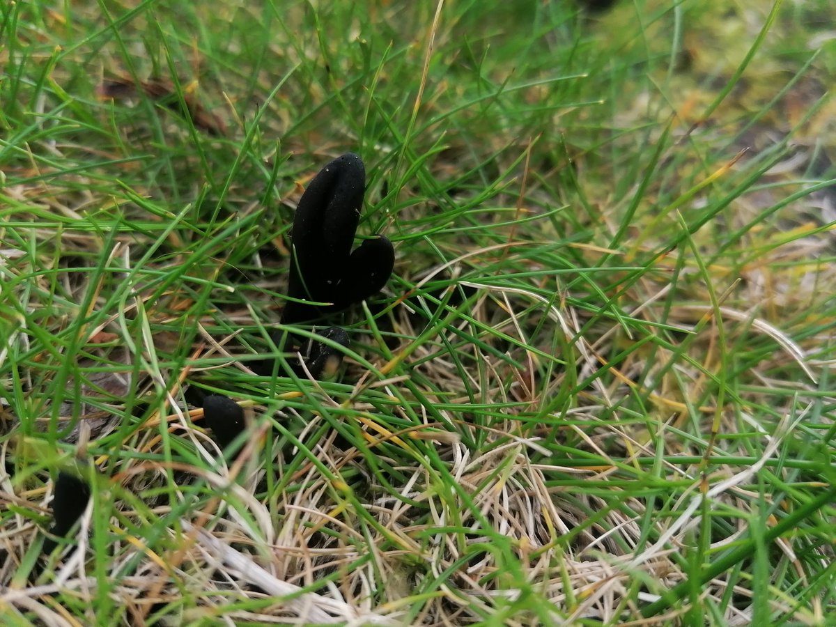 Earthtongues are prolific here at the moment, it's delightful.