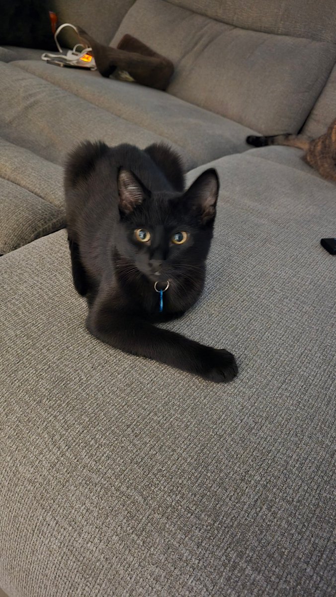 Say hi to this handsome gentleman