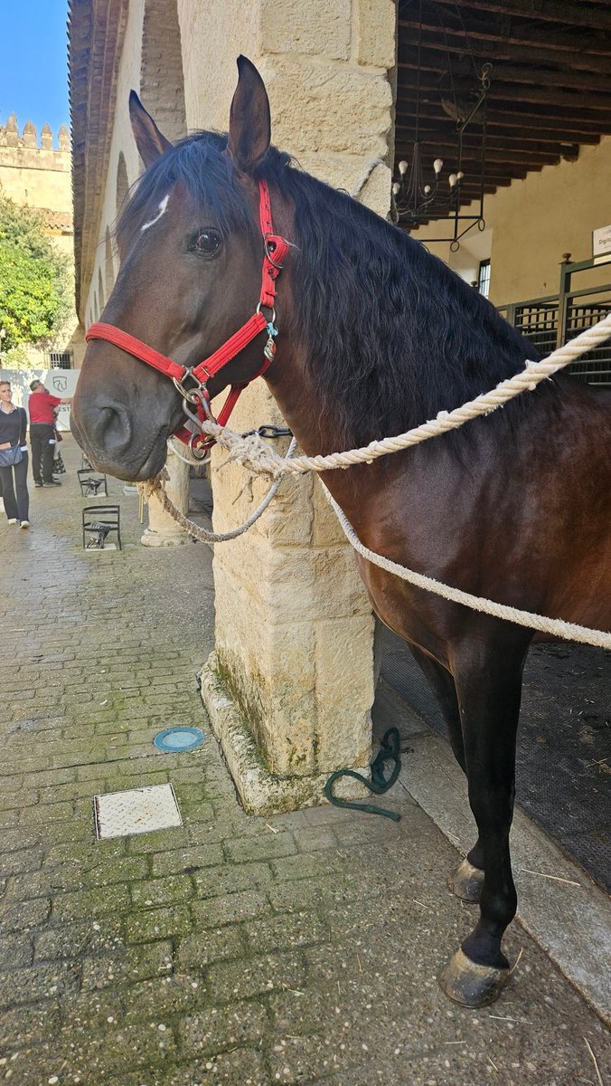 Watching the preparations for the last night activity: Caballerizas Reales De Córdoba Show

I'm so looking forward 😍😍😍