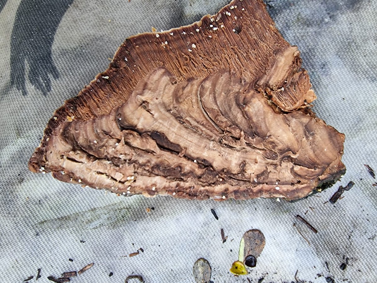 Haringey Tree Protectors tweet media