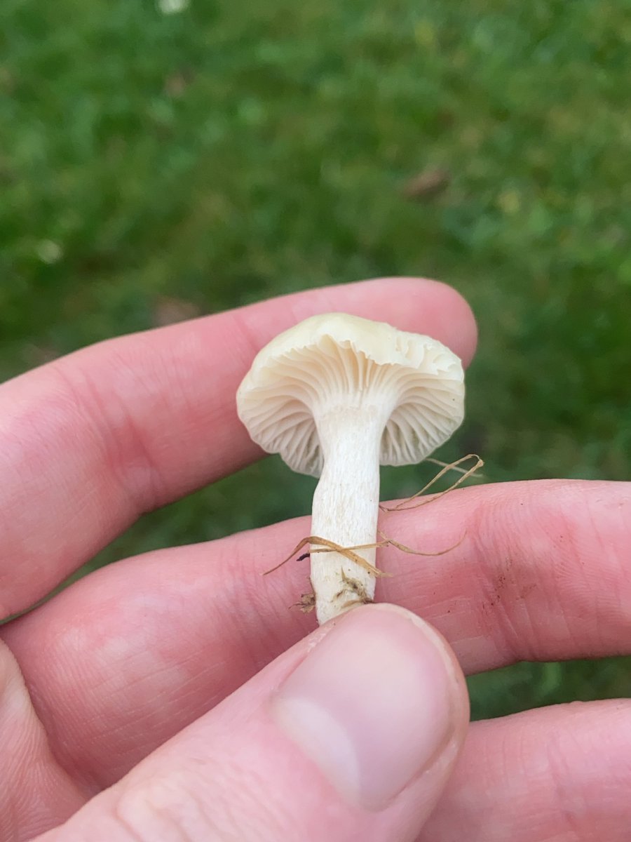 Dmcc115's tweet photo. @ViciousCheese would I be right in thinking this is a snowy Waxcap, or is it something else? Also these orange-ish ones

📍 Camloch https://t.co/UjLtGd1uCt