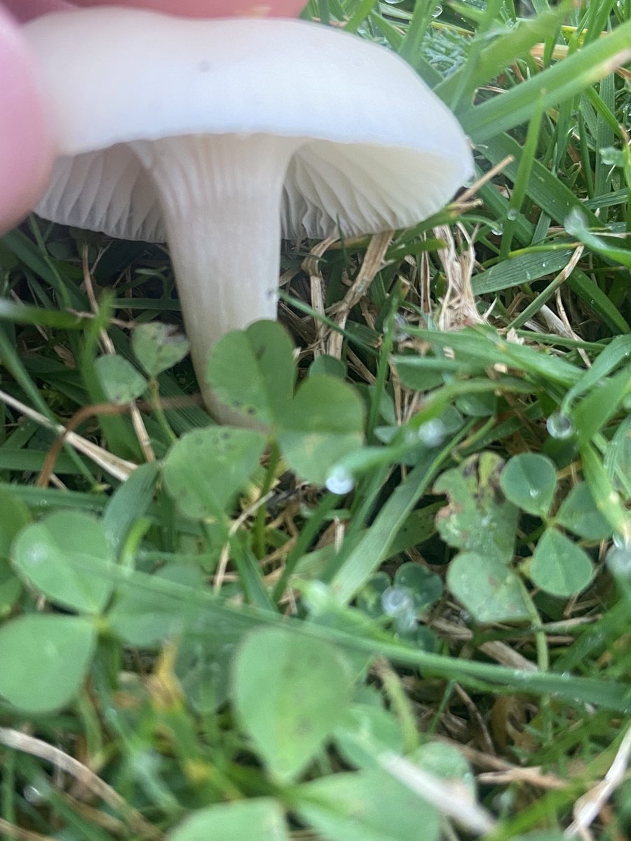 Dmcc115's tweet photo. @ViciousCheese would I be right in thinking this is a snowy Waxcap, or is it something else? Also these orange-ish ones

📍 Camloch https://t.co/UjLtGd1uCt