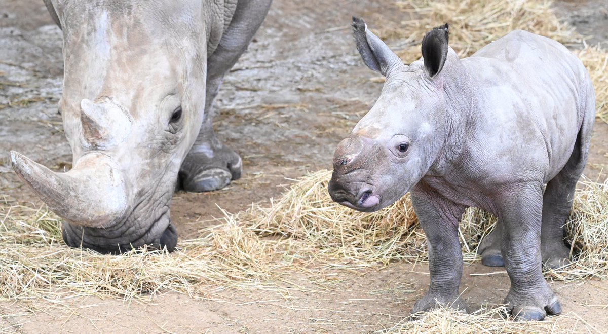 bikeitderek's tweet photo. Such a beautiful addition to @ZSLWhipsnadeZoo  Was a delight to see https://t.co/5YtgFTvrfv