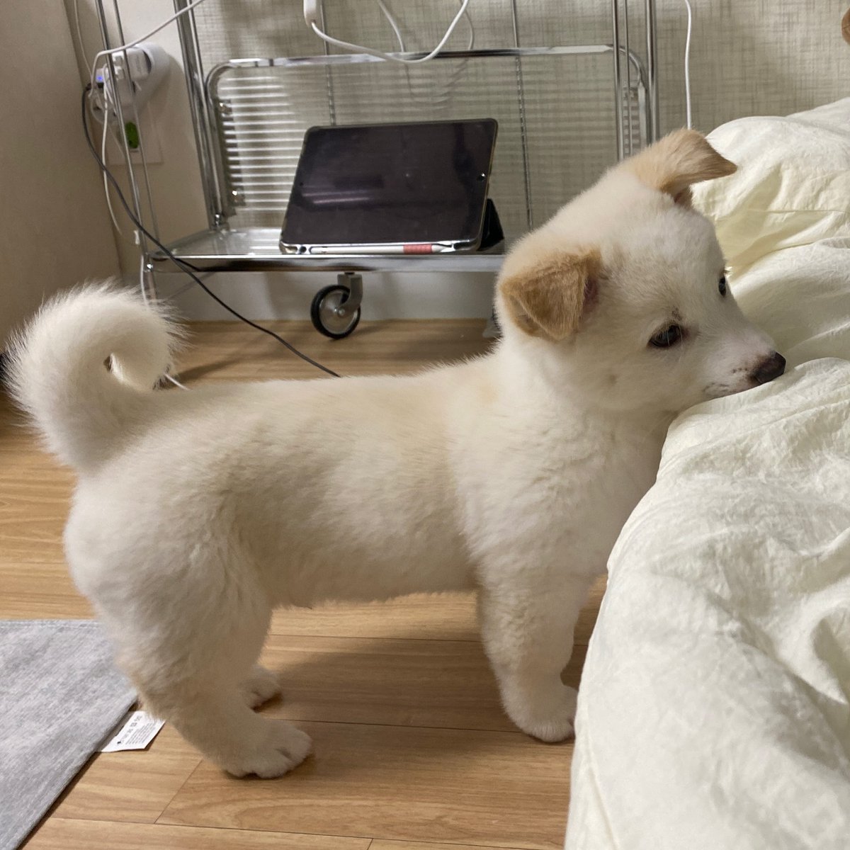 dogs so cute that could save the world (@dogssaveworld) on Twitter photo 