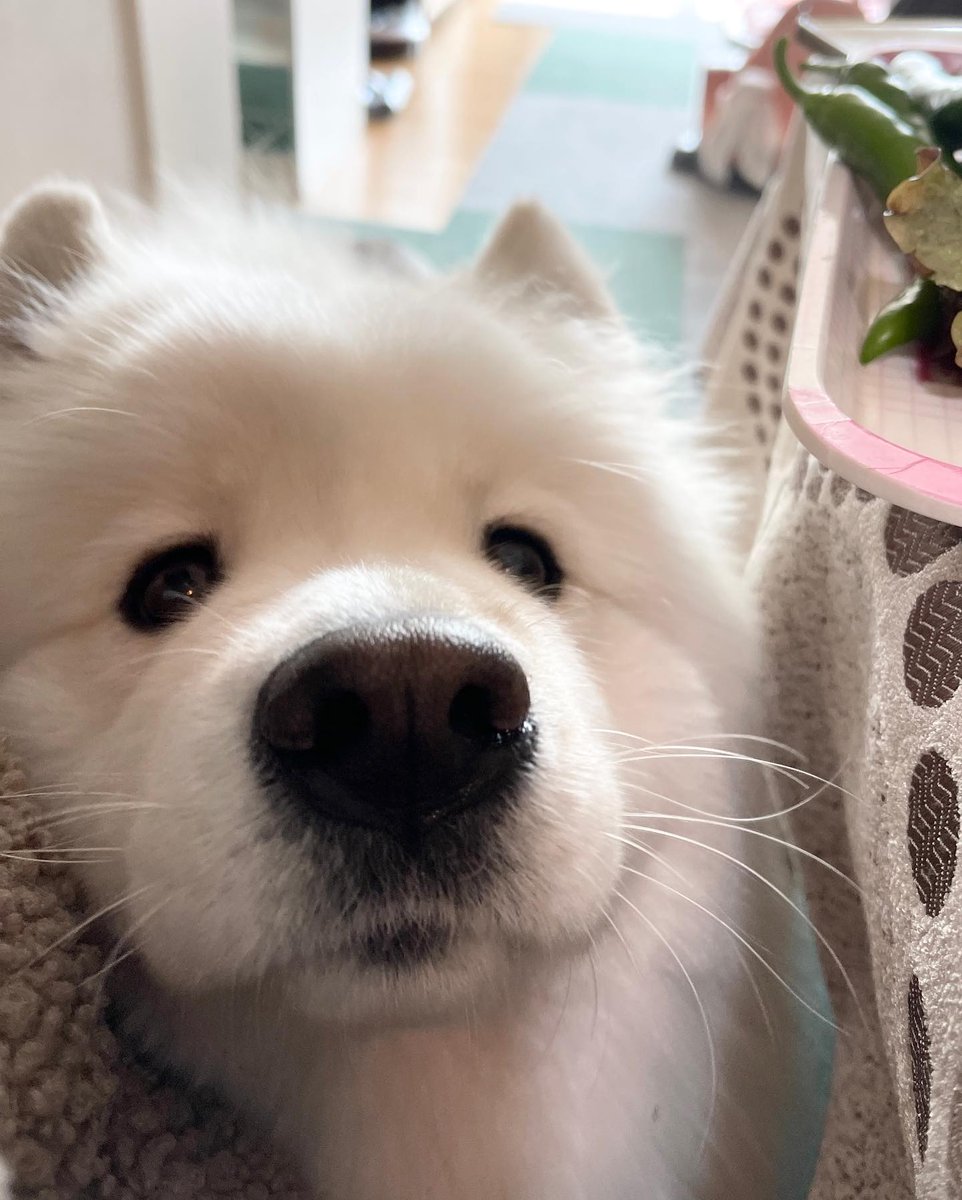 dogs so cute that could save the world (@dogssaveworld) on Twitter photo 