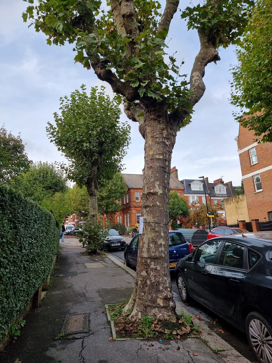 Haringey Tree Protectors tweet media