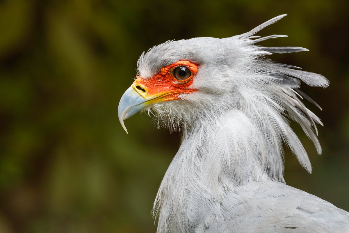 Recently published in BCI: Using Citizen Science data to investigate recent distribution and population trends for Secretarybirds in South Africa, Eswatini and Lesotho.
doi.org/10.1017/S09592…
<a href="/BirdLife_SA/">BirdLife South Africa 🇿🇦</a> <a href="/SA_birdatlas/">South African Bird Atlas</a> #ornithology #research