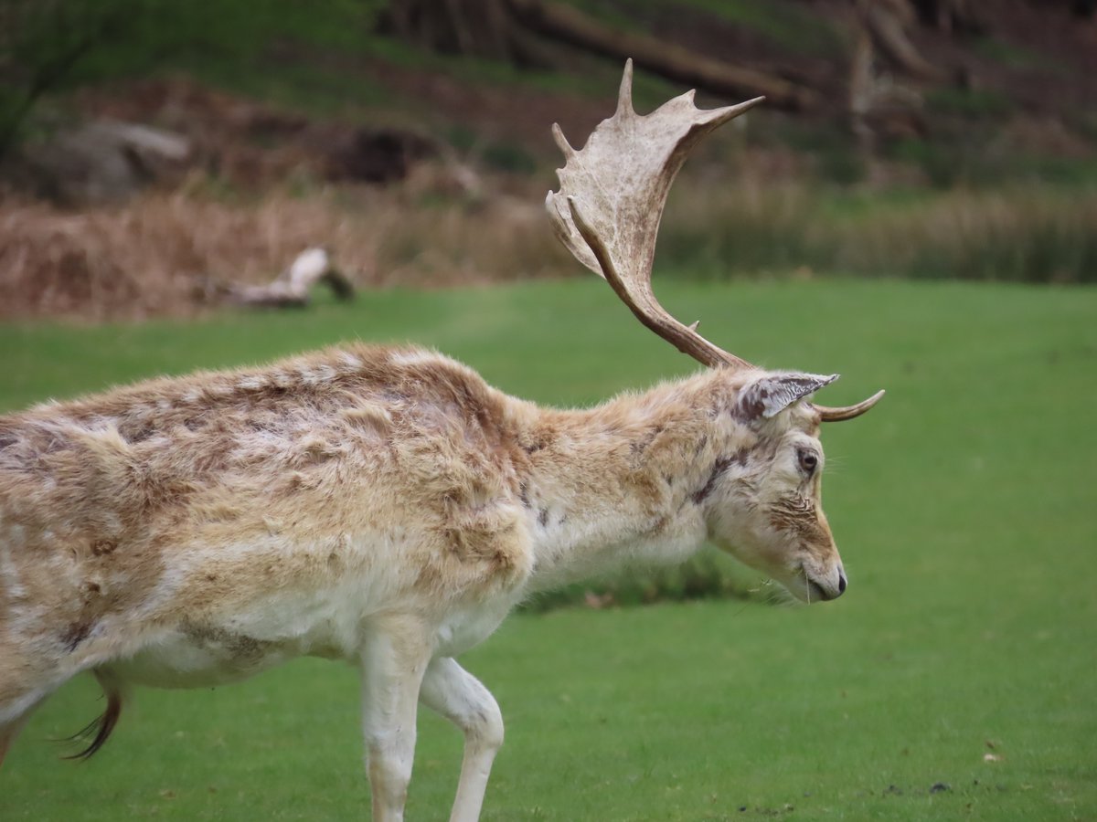 WildUK1's tweet photo. 📍Knole Park, Kent, England, UK

A male Fallow Deer (Dama dama) missing an antler after rutting

@nationaltrust #FallowDeer #deer #mammals #wildlife #nature #NaturePhotography #wildlifephotography #NatureIsLife #NatureCalm #NatureBeauty #naturephoto #Autumn #Rutting https://t.co/uwT5WA2EMT