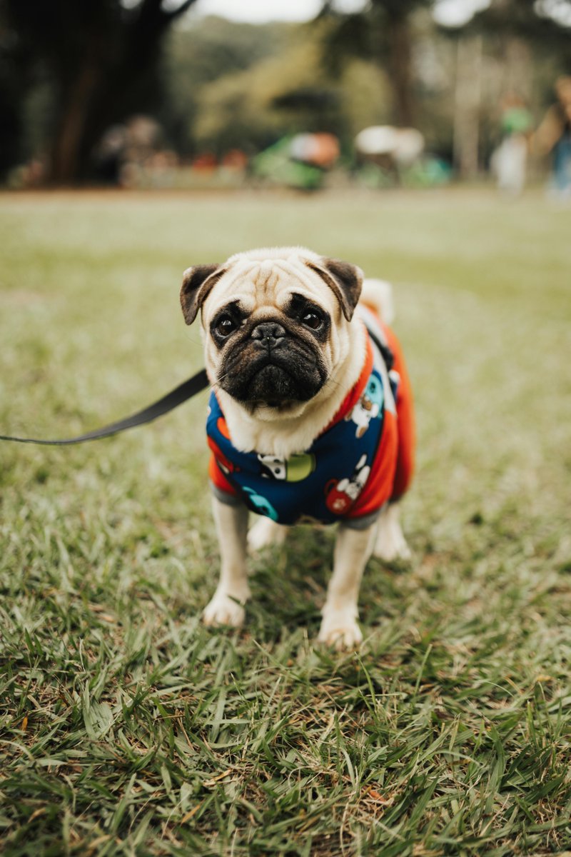 HappyDogsPM's tweet photo. Come shop our awesome clothes selection! https://t.co/MqgUj8qrJ3
#dogclothes #dogsofinstagram #dogfashion #dog #dogs #dogclothing #doglover #dogaccessories #dogstagram https://t.co/zpbxX7SM99