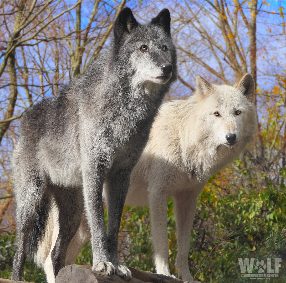 nywolforg's tweet image. WHY WOLVES?
Wolves are a critical keystone species in a healthy ecosystem.

By regulating prey populations, wolves enable many other species to flourish. Without wolves, the system fails to support a natural level of biodiversity and may cease to exist altogether.