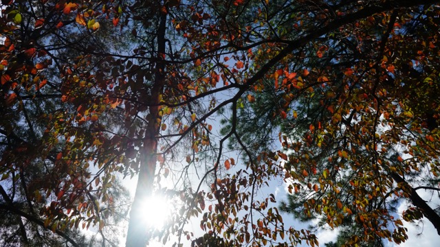 ColumbusState's tweet image. Falling for #FreeApplicationMonth🍂🫶

Apply for FREE all November long!👉columbusstate.edu/admissions/app…