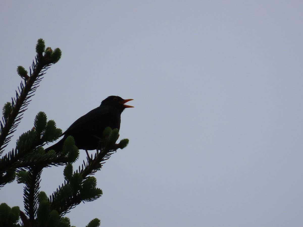 WildUK1's tweet photo. 📍Wreningham, Norfolk, England, UK

A Blackbird (Turdus merula) calling before the last of the evening light fades into night

#Autumn #Blackbird #birds #nature #wildlife #wildlifephotography #NaturePhotography #NatureIsLife #NatureCalm #NatureBeauty #naturephoto #WinterIsComing https://t.co/nhpYN53QSJ