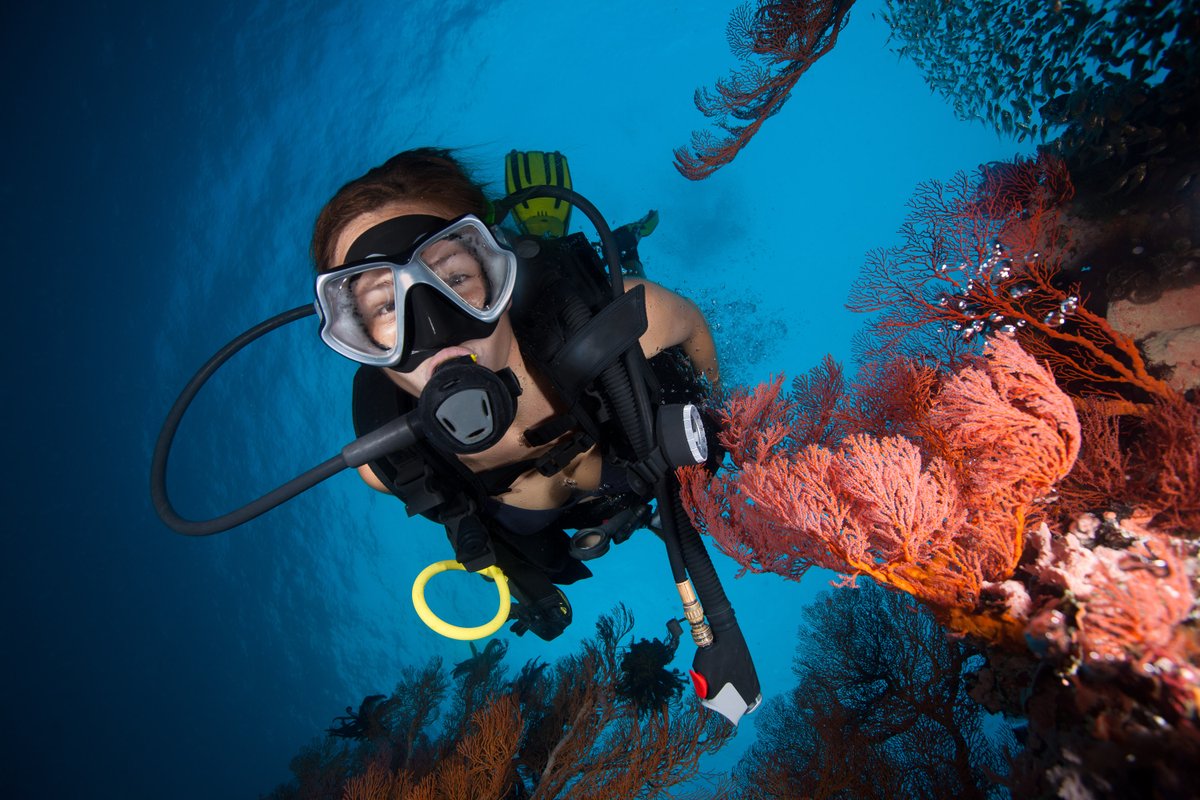 Are you a newly qualified diver wondering what to do next?

Check our handy 'Frequently Asked Questions' blog, where we answer some common questions to help you continue your underwater journey!

Read here: bit.ly/3Uh5s3m

#newtodiving #scubadiving #FAQs