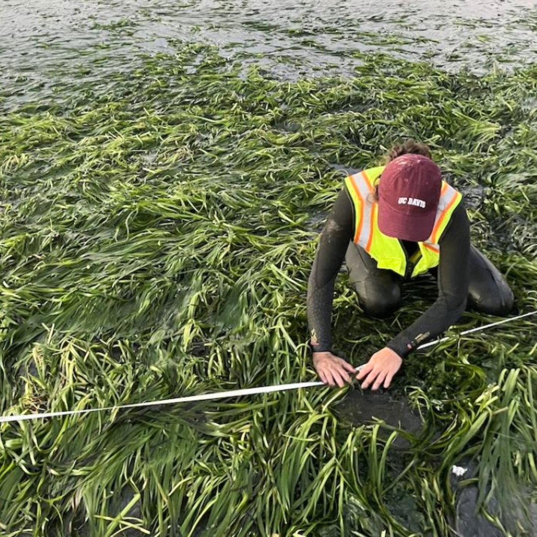 Step into the seagrass meadows of Elkhorn Slough!

<a href="/ucdavis/">UC Davis</a> researchers are uncovering the secrets of these resilient ecosystems -- studying how these meadows improve water chemistry and act as nurseries for marine species.

Learn more: lettersandsciencemag.ucdavis.edu/feature/seagra…